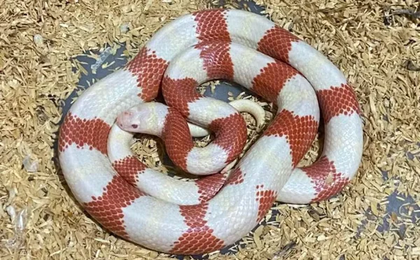 Polícia resgata 47 cobras exóticas com homem que as vendia pelas redes
