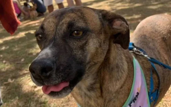 imagem colorida cachorro desaparecido após ataque de abelhas