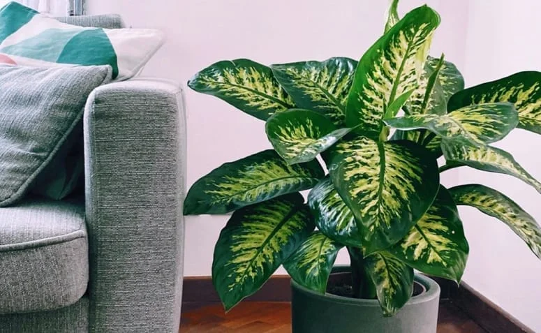 Uma das plantas mais tóxicas para os pets (todas as partes são nocivas) e facilmente encontrada em vários lares do Brasil. O contato com os olhos pode gerar edema, fotofobia e lacrimejamento. O animal de estimação pode sofrer com cólicas abdominais, náuseas, vômitos, inchaço nos lábios, língua e palato Uma das plantas mais tóxicas para os pets (todas as partes são nocivas) e facilmente encontrada em vários lares do Brasil. O contato com os olhos pode gerar edema, fotofobia e lacrimejamento. O animal de estimação pode sofrer com cólicas abdominais, náuseas, vômitos, inchaço nos lábios, língua e palato