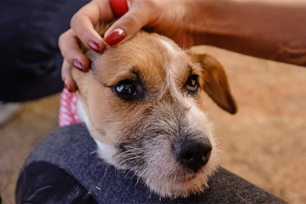 remédio usp cães artrite
