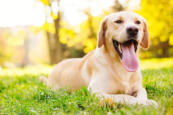 Americano é levado ao hospital e diz que seu cachorro lhe deu um tiro