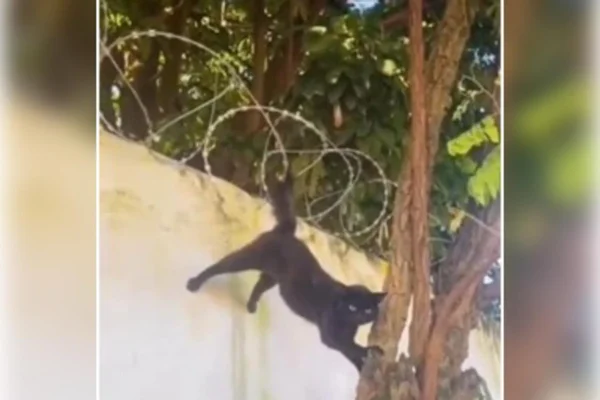 Vídeo: bombeiros resgatam gato com rabo preso em arame farpado