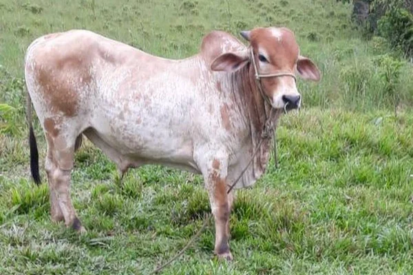 Vizinhos furtam boi para fazer churrasco e são presos