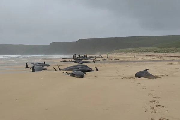 Imagem colorida mostra golfinhos encalhados em praia na Escócia - Metrópoles