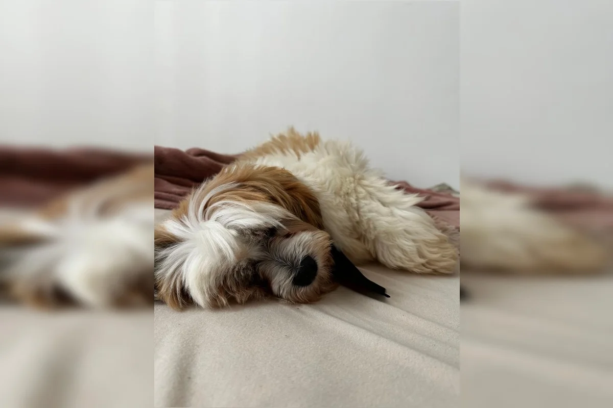 Onde está Sushi? Família procura por cachorro que fugiu em Taguatinga - imagem 3 Onde está Sushi? Família procura por cachorro que fugiu em Taguatinga - imagem 3