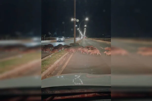 Foto colorida de capivara atravessando a rua