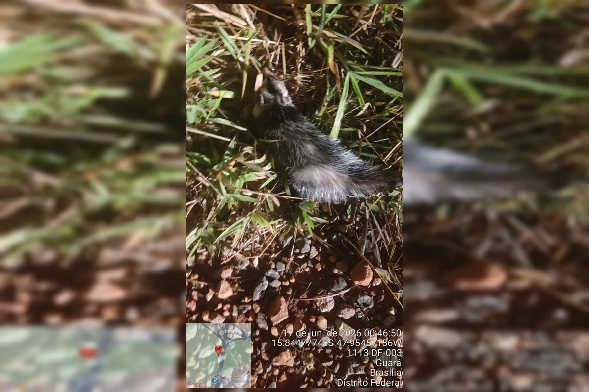 A recomendação ao encontrar um animal silvestre em área urbana é não tentar capturá-lo por conta própria e acionar imediatamente a Polícia Militar Ambiental por meio do telefone 190 A recomendação ao encontrar um animal silvestre em área urbana é não tentar capturá-lo por conta própria e acionar imediatamente a Polícia Militar Ambiental por meio do telefone 190