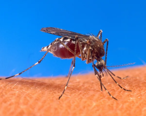 Mosquito Aedes aegypti