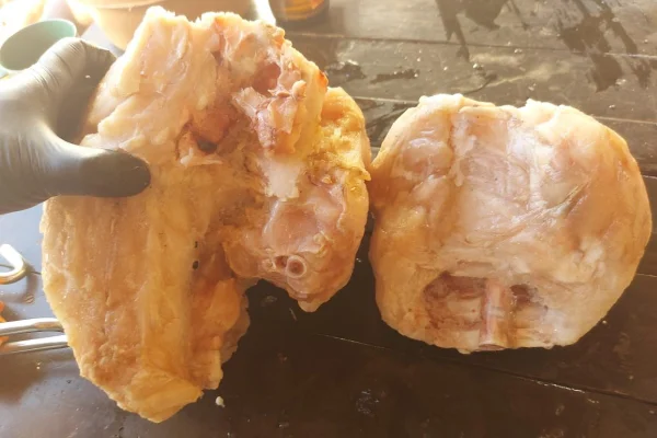 foto colorida de carne de jacaré apreendida com homem em Sandovalina (SP) - Metrópoles
