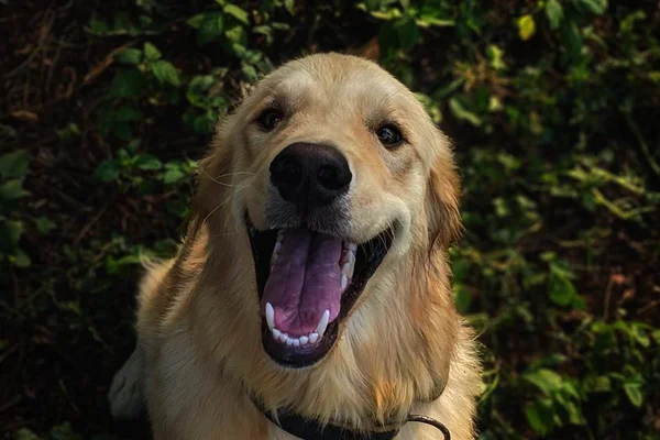 Surdez canina: como identificar e cuidar do pet