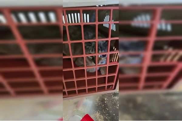 “AP do terror”: mulher é presa por maus-tratos a gatos em Águas Claras