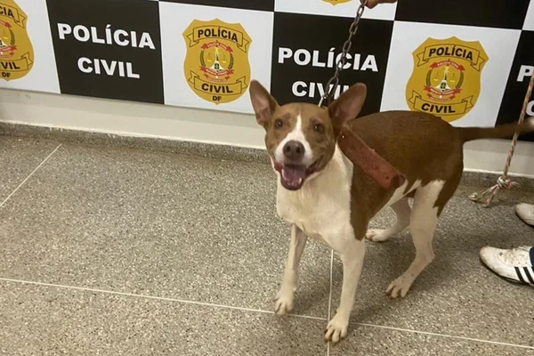 PCDF resgata cadela que só era alimentada por dona a cada 2 dias
