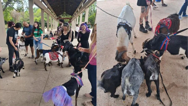 Montagem com duas fotos que mostram encontro de cabras e tutores em São Paulo