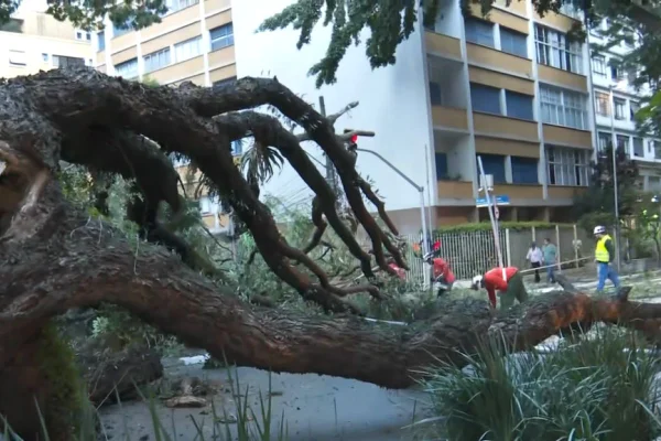 Queda de árvore interdita trânsito na região da Av. Paulista