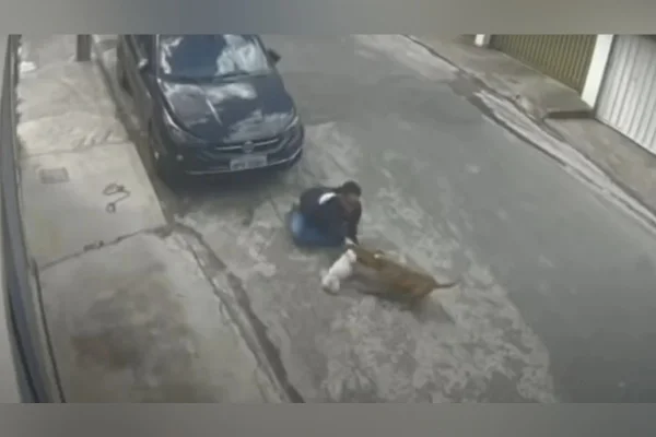Poodle e dono são atacados por pitbull solto em MG: “Muito traumático”
