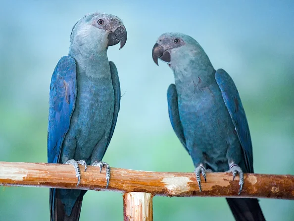 Arara-azul