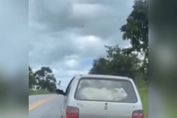 fiat uno transporta bezerro rodovia goias - Metrópoles