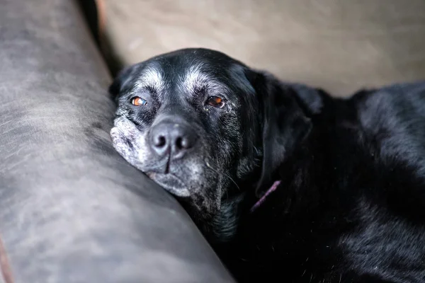 Imagem colorida mostra cão idoso - Metrópoles