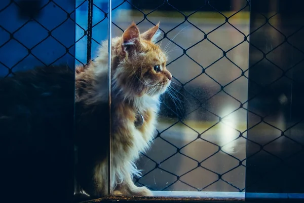 STJ: condomínio do DF não pode proibir animal de estimação
