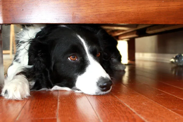 Imagem colorida de border collie se escondendo embaixo da cama