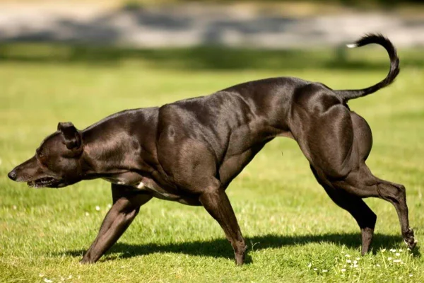 Na foto vemos uma cachorra com muitos músculos
