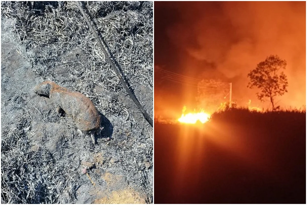 Mais de 61 hectares em áreas de pesquisa e reserva da Embrapa são queimados