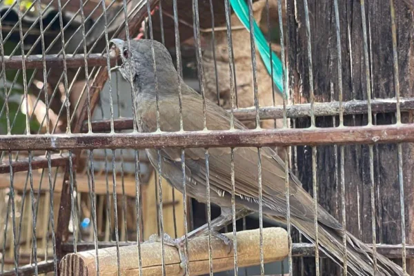 Morador de Presidente Prudente (SP) é multado por manter aves em cativeiro dentro de casa - Metrópoles