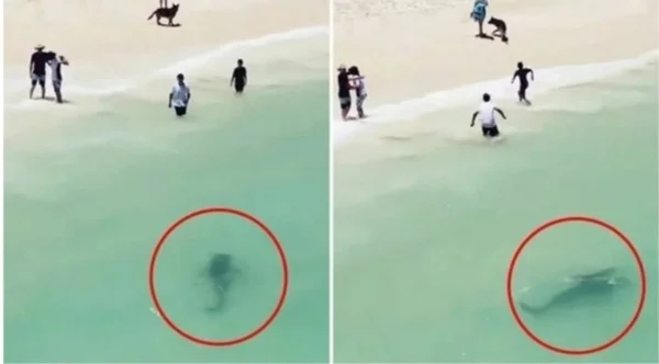 Banhistas ‘fogem’ de tubarão de grande porte em praia australiana e local é interditado