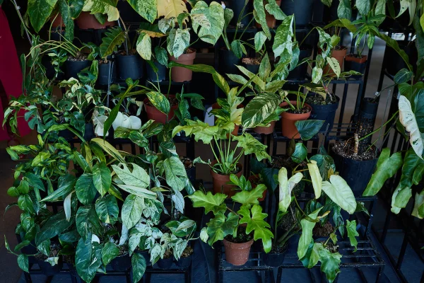 Planta rica em proteínas e antioxidantes que pouca gente conhece