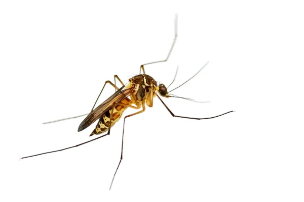 Mosquito em fundo branco