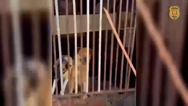 Cachorros em cativeiro insalubre no guará