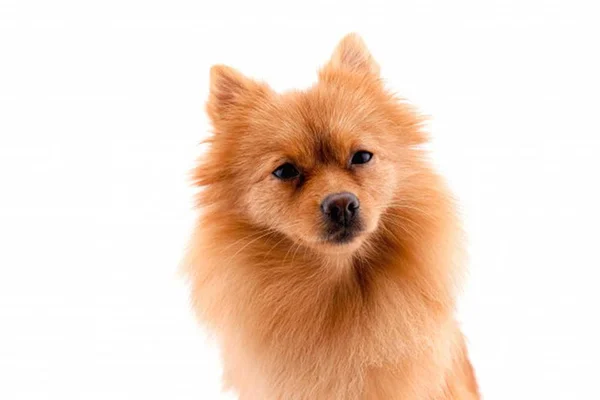 Saúde dos pets: sabia que os cães também podem ter caspa?