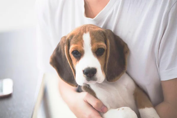 Cães treinados conseguiram farejar câncer de pulmão 97% das vezes