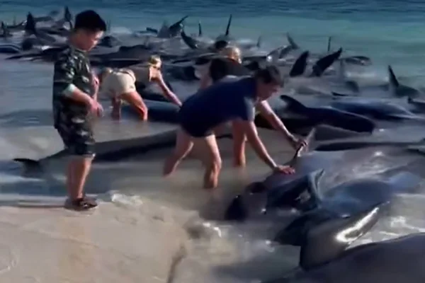 Baleias encalham no litoral da Austrália
