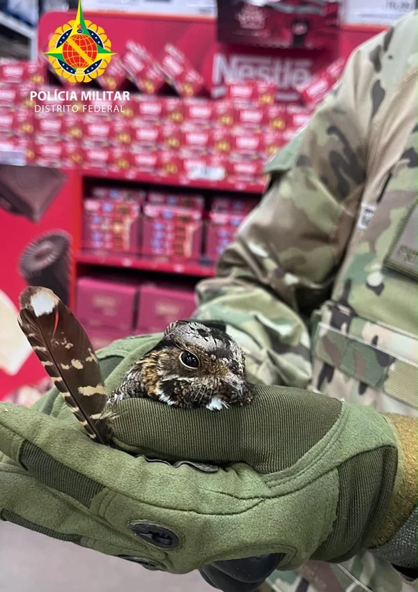Fofas e feridas, aves nativas do Cerrado são resgatadas em 2 locais do DF - destaque galeria Fofas e feridas, aves nativas do Cerrado são resgatadas em 2 locais do DF - destaque galeria