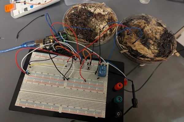 Imagem colorida mostra cogumelos shiitake utilizados como peça de computador - Metrópoles