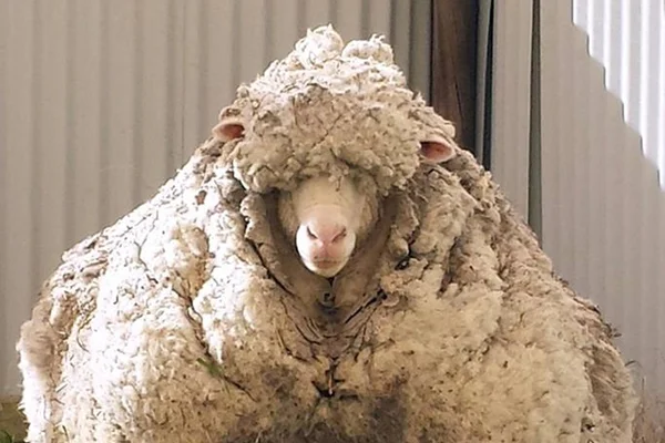 Morre ovelha famosa por produzir 40 quilos de lã na Austrália