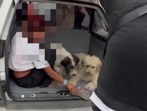 Foto colorida mulher no porta malas de viatura com dois cachorros; ela é suspeita de roubar lojas em São Paulo - Metrópoles