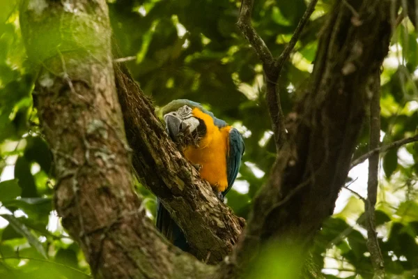 Araras-canindés são soltas no Parque Nacional da Tijuca após mais de 200 anos de extinção