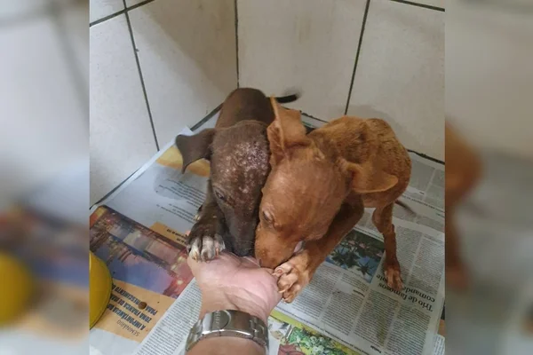 Cães que sofreram maus-tratos no DF precisam de novo lar