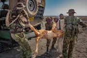 Girafa-reticulada encontrada eletrocutada em uma cerca. Foto tirada em 2022