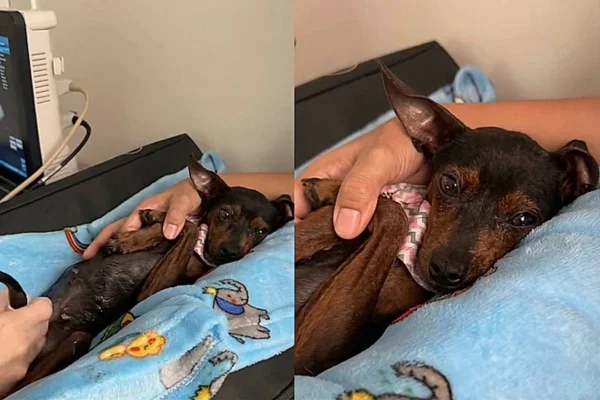 Cadela Vitória com veterinário
