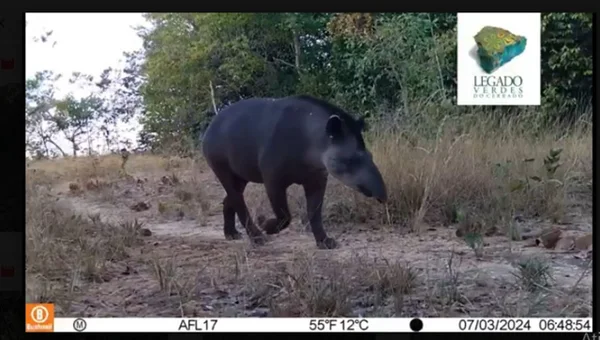 imagem colorida big five do cerrado