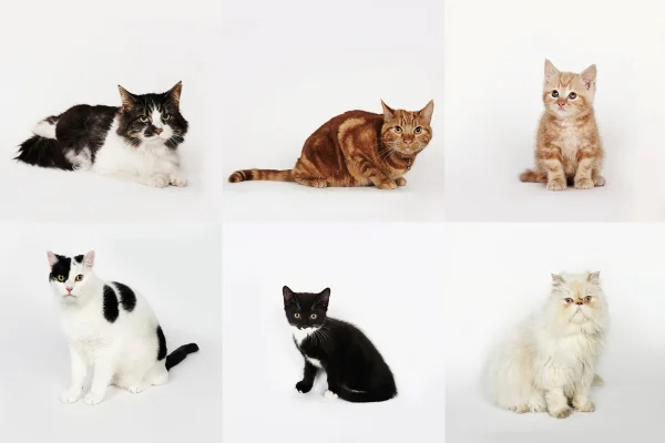 Colagem com fotos de gatos diversos