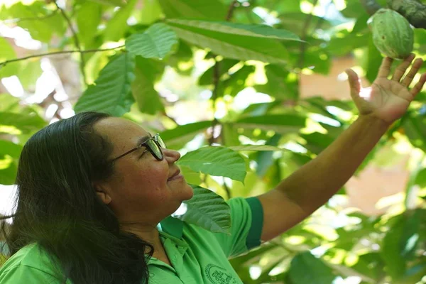 Izete Costa, mais conhecida como Dona Nena, mostrando cacau em árvore