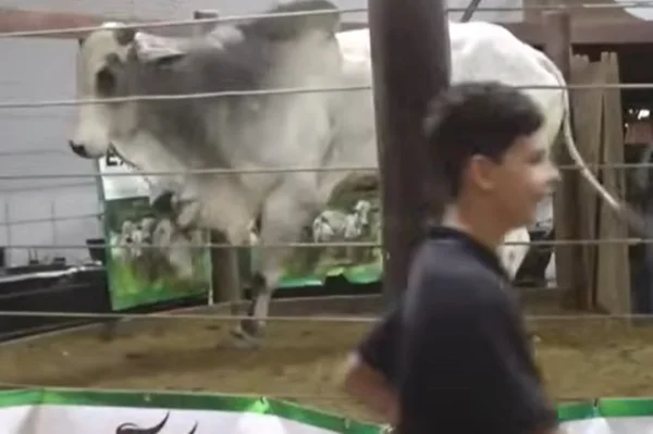 imagem colorida de boi que tentou fugir de leilão de gado em goiás e assustou fazendeiros presentes