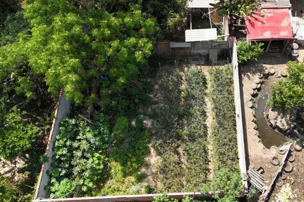 Polícia Civil encontrou duas estufas e uma plantação de maconha com auxílio do drone. Homem de 34 anos foi preso por tráfico de drogas - Metrópoles