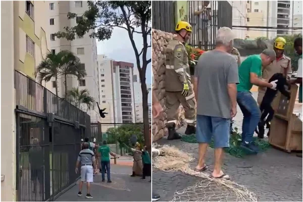 Imagem colorida mostra o resgate a um macaco em goiânia - MEtrópoles