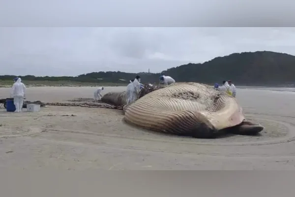 Baleia rara de quase 20 metros é encontrada morta no litoral do Paraná