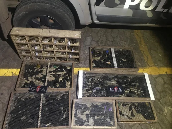 Homem é preso com 400 pássaros silvestres escondidos em porta-malas